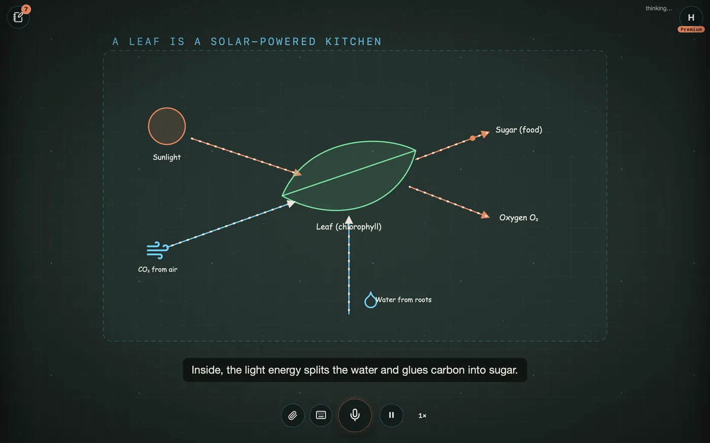 Animated arrows: light, carbon dioxide and water go into the leaf, oxygen and sugar come out